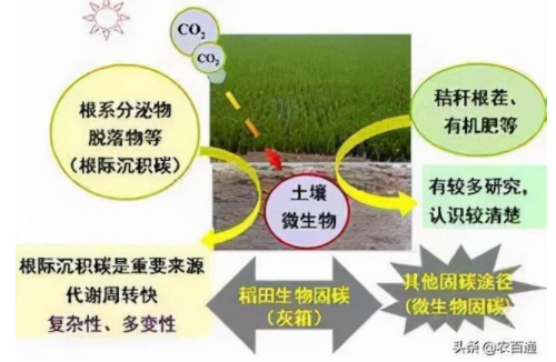 土壤微生物对植物大、中、微量元素的转化作用