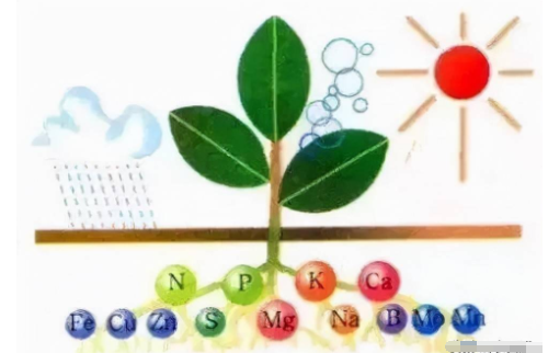 土壤微生物对植物大、中、微量元素的转化作用