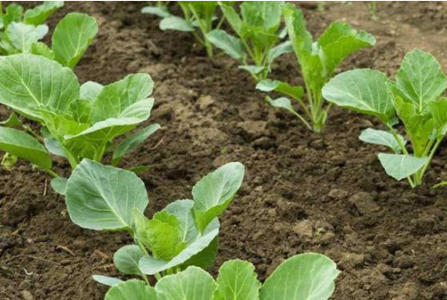腐植酸对土壤的作用：对土壤酶活性的影响