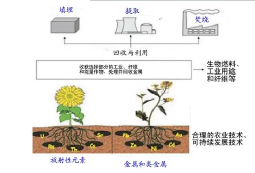 植物对土壤污染的修复有哪些方式