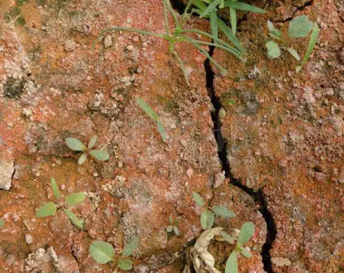 判断土壤是否有病的十种方法
