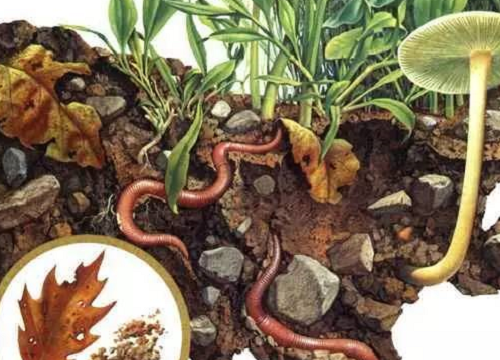 蚯蚓对土壤的3大贡献！