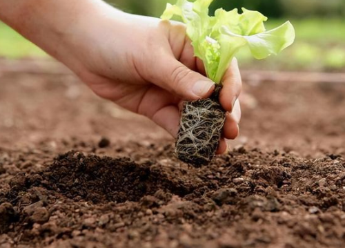 关于施肥，不同的肥料，施入土壤多久才能有效果？