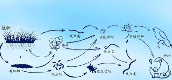 科普：什么是土壤食物网，拥有健康的土壤食物网到底有多重要？