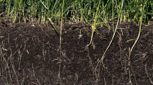 科普：什么是土壤食物网，拥有健康的土壤食物网到底有多重要？