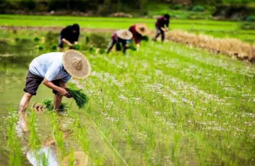 土壤重金属污染的特点及危害