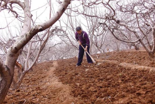 使用生石灰改善土壤，要注意这4个事项，否则起到适得其反的作用