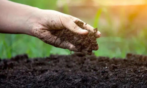 六五环境日系列科普丨土壤知识