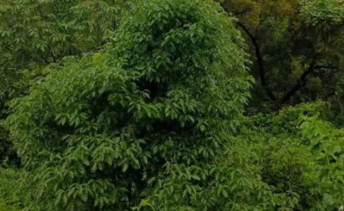 土壤变红的原因 生物有机肥的作用 调节酸碱度的措施