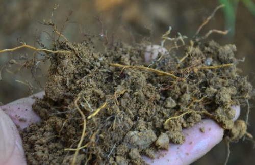 农作物根系弱与土壤环境相关，严格把控浇灌和施肥工作