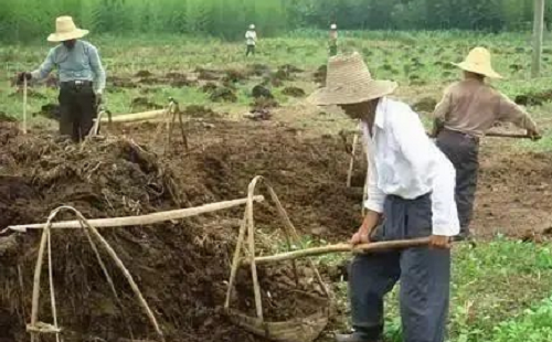 牛粪寡，马粪肥，鸡粪是个“大恶鬼”是什么意思？不知道的赶紧看！