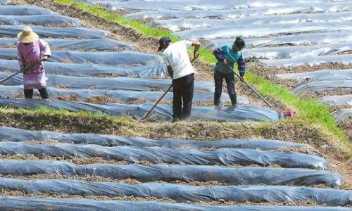 遇到板结土壤不要怕，合理施肥，就能帮助植物吸收营养