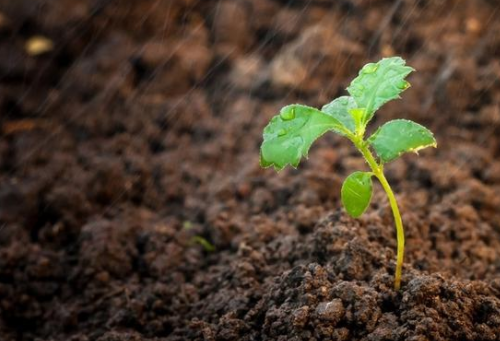 土壤中的酸碱度对作物有何影响？