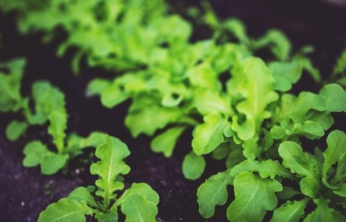 土壤中的酸碱度对作物有何影响？
