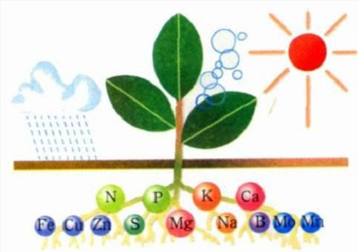 肥料施到地里多久能吸收？看完就懂了！