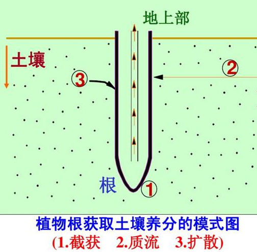 肥料施到地里多久能吸收？看完就懂了！