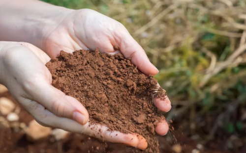 酸性土壤要想改良，可以使用这4个办法，轻松改变