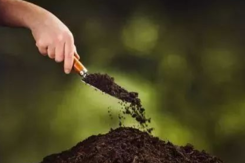 改善土壤重金属污染 植物修复技术来帮忙
