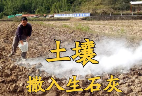 “生石灰”是如何解决土壤酸化、土壤传染病？原理与用量是关键