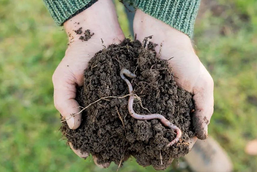 改良土壤要合理施用有机肥，要防止生物污染和有机废弃物污染土壤