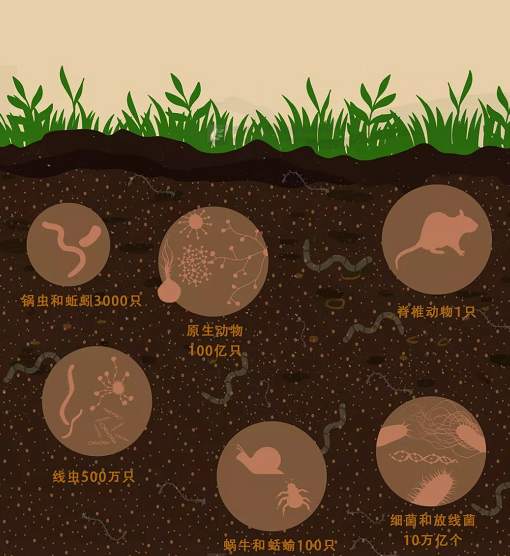 你的土壤有这两大显著特征吗？