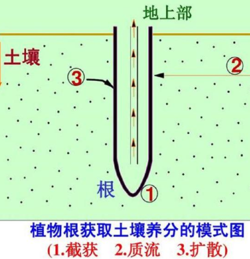 肥料施入土壤中多久才能被作物吸收？水溶性肥当天就被作物吸收