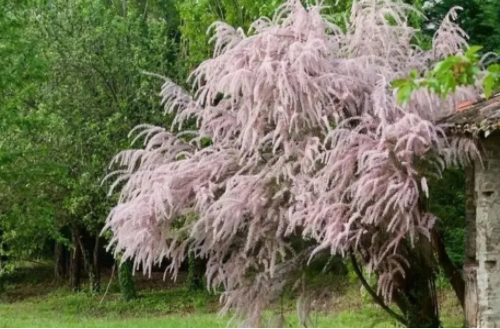 酸性土、中性土、盐碱土的特点和形成的原因，以及对植物的影响