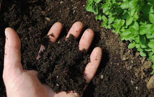 切记！土壤有机质缺乏，菌肥就别用了