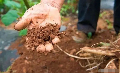 切记！土壤有机质缺乏，菌肥就别用了
