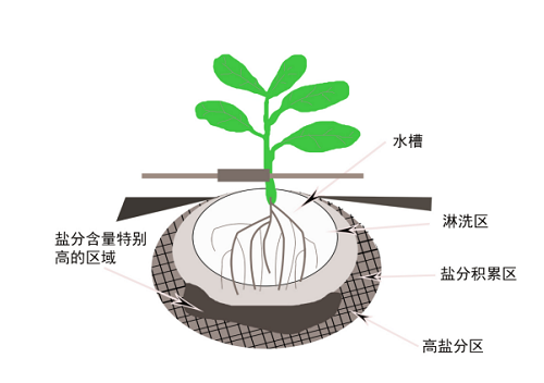 了解灌溉与土壤盐分累积的关系，做到合理灌溉