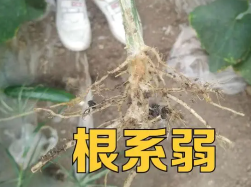 缺“碳”对土壤、作物的危害到底有多大？权威数据告诉你