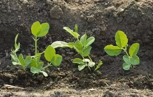 菌肥效果太好，施用一定要早！