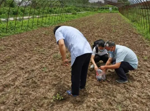 改善土壤质量，培养生态型土壤，是作物生长的根本