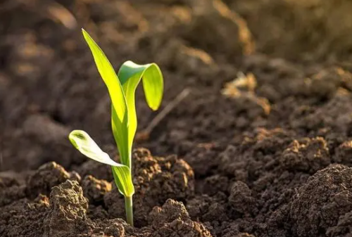 改善土壤质量，培养生态型土壤，是作物生长的根本