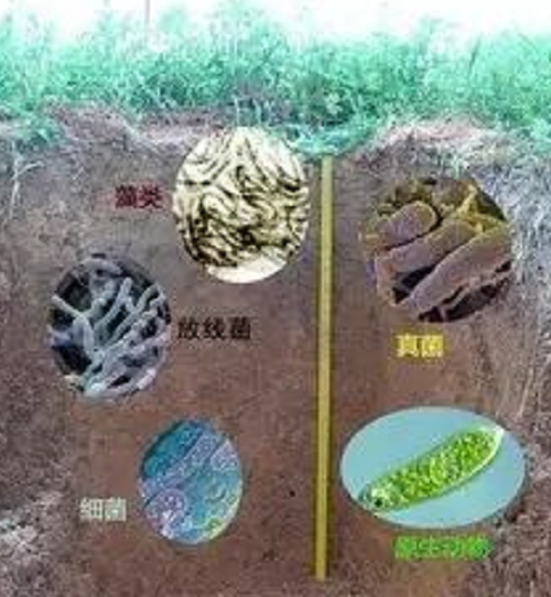 土壤的生命核心是微生物