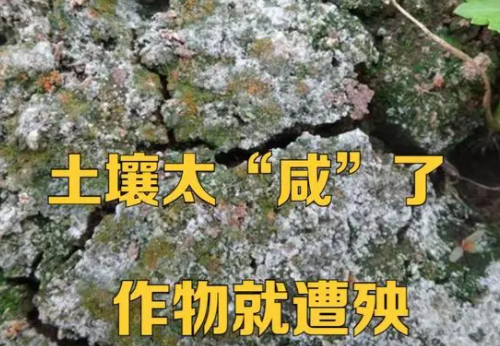 土壤吃得太“咸”了，种植的作物该遭殃了，这事该怎么办？