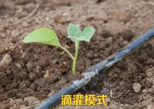 土壤吃得太“咸”了，种植的作物该遭殃了，这事该怎么办？