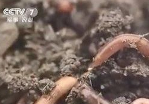 消失的“蚯蚓”，没有“蚯蚓”的土壤还好吗？