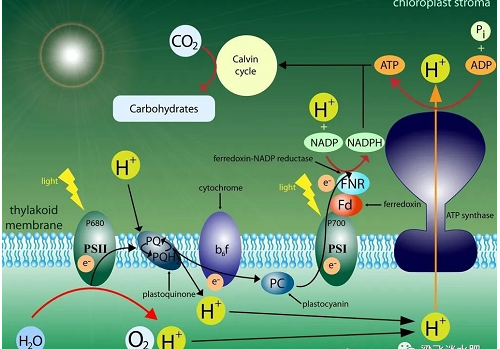 有机碳肥到底鸡肋还是商业宣传？科学认识土壤有机碳和无机碳