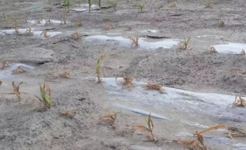 土壤盐分过多对植物的危害是什么