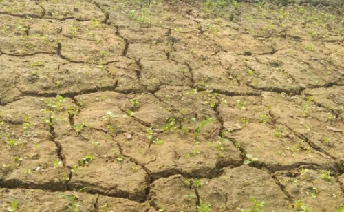 土壤盐分过多对植物的危害是什么