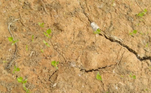 土壤盐分过多对植物的危害是什么