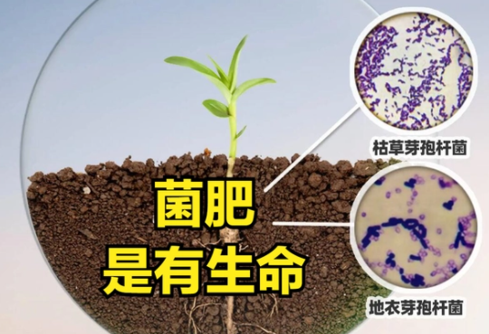 在什么情况下禁止使用菌肥？避开这4点因素，土壤越种越肥