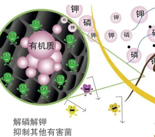 在什么情况下禁止使用菌肥？避开这4点因素，土壤越种越肥