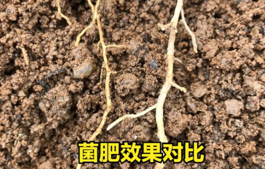 在什么情况下禁止使用菌肥？避开这4点因素，土壤越种越肥