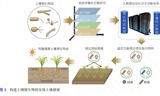 影响作物根系生长的三要素