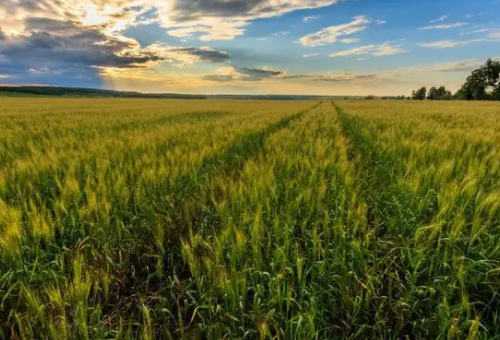 研究表明 土壤覆盖作物可能会降低主要作物的产量