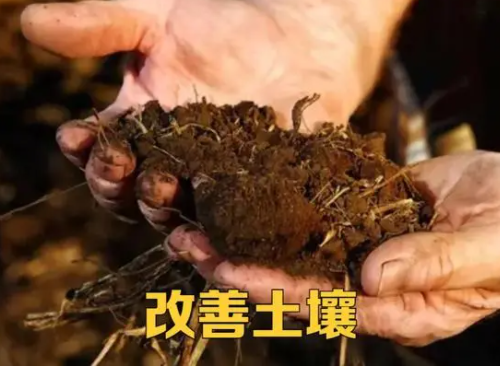 关于土壤中的“有机质”这个话题，是最近几年聊的最大的，尤其是在重视的程度上非常大了。有人会问，它比肥