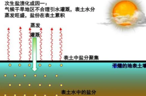 关于土地盐碱化，这篇知识点全部汇总出来了