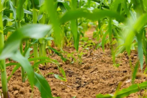 【土壤改良】有机农业的核心在于恢复土壤的营养